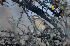 Prunella atrogularis