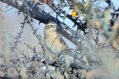 Prunella atrogularis