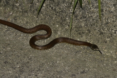 Natrix astreptophora