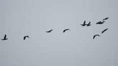 Phalacrocorax fuscicollis