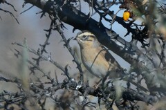 Prunella atrogularis