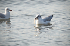 Chroicocephalus brunnicephalus