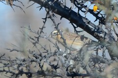 Prunella atrogularis