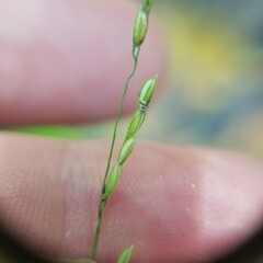 Leersia