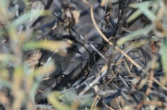 Prunella atrogularis