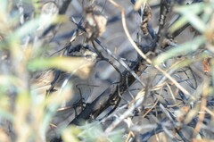 Prunella atrogularis