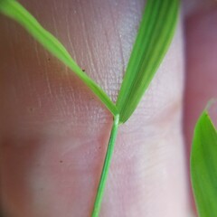 Leersia