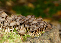 Coprinellus disseminatus