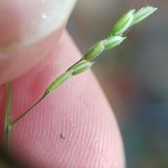 Leersia