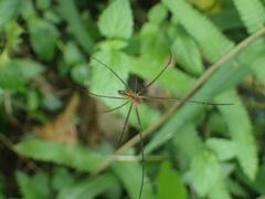 Leucauge