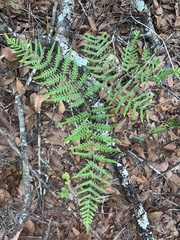 Pteridium aquilinum pseudocaudatum