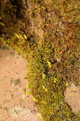 Ptychostomum capillare