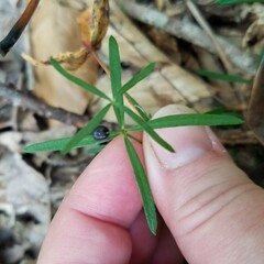 Galium uniflorum