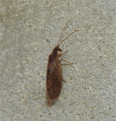 Micromus angulatus