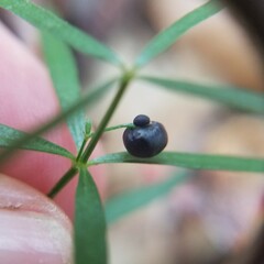 Galium uniflorum
