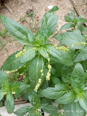 Mercurialis annua