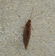 Micromus angulatus
