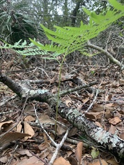 Pteridium aquilinum pseudocaudatum