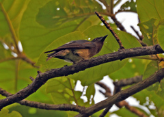 Dicrurus caerulescens