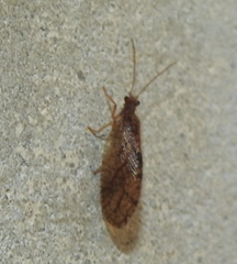 Micromus angulatus