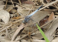 Orthetrum caledonicum