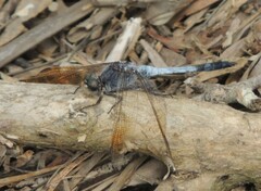 Orthetrum caledonicum