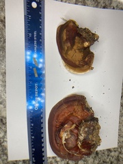 Ganoderma polychromum