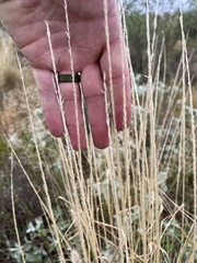 Eleusininae
