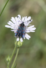 Zygaena lavandulae