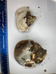 Ganoderma polychromum