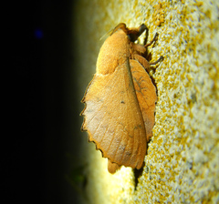 Gastropacha quercifolia