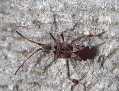 Leptoglossus occidentalis