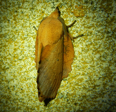 Gastropacha quercifolia