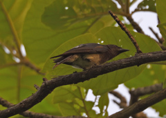 Dicrurus caerulescens