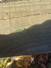 Cupressaceae