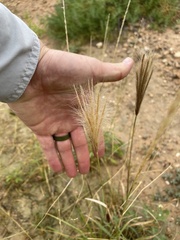 Eleusininae