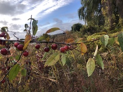 Malus baccata