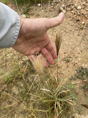 Eleusininae