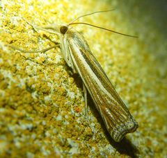 Ancylolomia