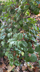 Ilex opaca