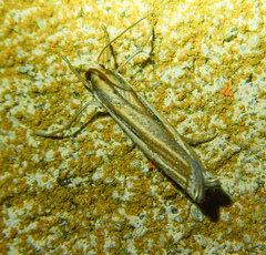 Ancylolomia