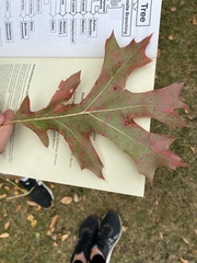 Quercus ellipsoidalis