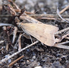 Achyra rantalis