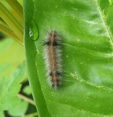 Spilarctia subcarnea