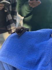 Myotis austroriparius