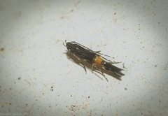 Cosmopterix macrula