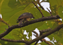 Dicrurus caerulescens