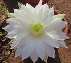 Echinopsis