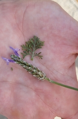 Lavandula multifida