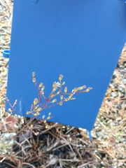 Symphyotrichum depauperatum